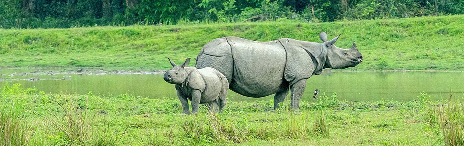 Awesome Assam and Meghalaya