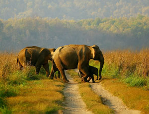 Sanguine South India