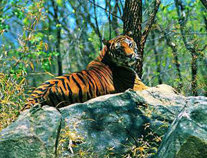 Natural Beauty of Karnataka and Tamil Nadu